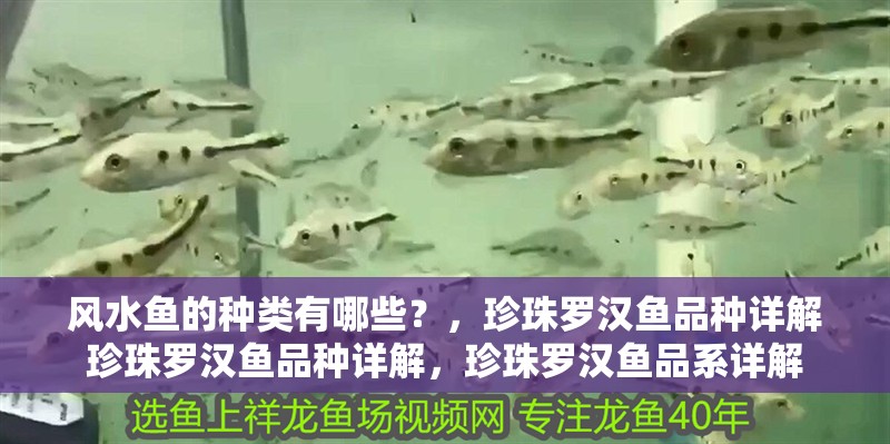 風水魚的種類有哪些？，珍珠羅漢魚品種詳解珍珠羅漢魚品種詳解，珍珠羅漢魚品系詳解