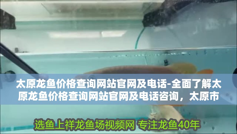 太原龍魚價格查詢網站官網及電話-全面了解太原龍魚價格查詢網站官網及電話咨詢，太原市龍魚價格查詢網站 太原龍魚價格查詢網站官網及電話-全面了解太原龍魚價格查詢網站官網及電話咨詢，太原市龍魚價格查詢網站 觀賞魚百科 第2張