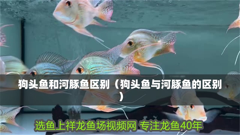 狗頭魚和河豚魚區(qū)別（狗頭魚與河豚魚的區(qū)別）
