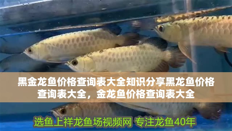 黑金龍魚價格查詢表大全知識分享黑龍魚價格查詢表大全，金龍魚價格查詢表大全