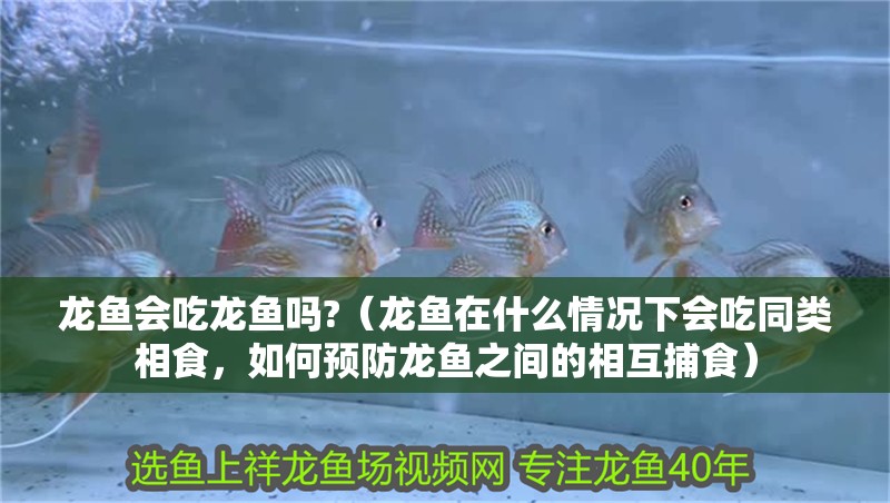 龍魚會吃龍魚嗎?（龍魚在什么情況下會吃同類相食，如何預防龍魚之間的相互捕食） 龍魚會吃龍魚嗎?（龍魚在什么情況下會吃同類相食，如何預防龍魚之間的相互捕食） 觀賞魚百科 第1張