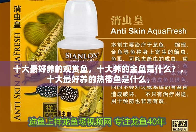 十大最好養的觀賞魚，十大養的金魚是什么？，十大最好養的熱帶魚是什么，