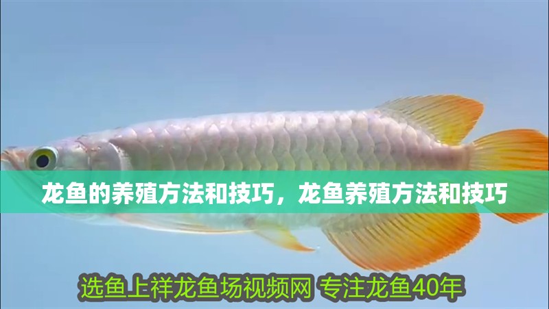 龍魚的養殖方法和技巧，龍魚養殖方法和技巧