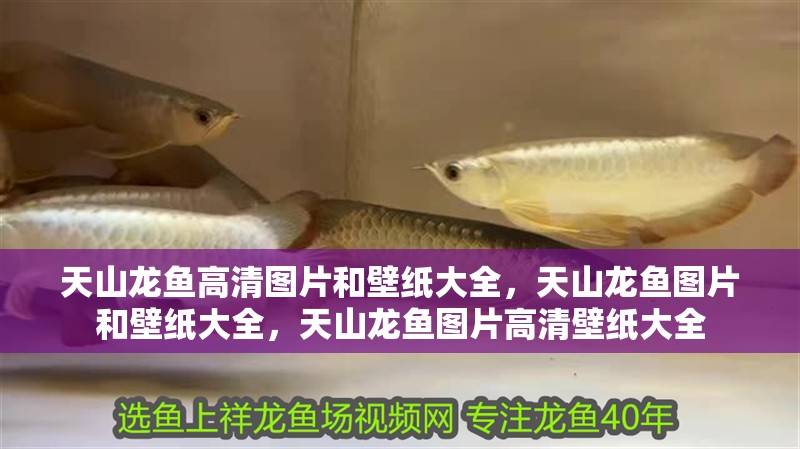 天山龍魚高清圖片和壁紙大全，天山龍魚圖片和壁紙大全，天山龍魚圖片高清壁紙大全