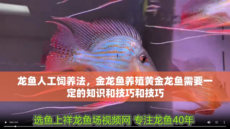 龍魚人工飼養法，金龍魚養殖黃金龍魚需要一定的知識和技巧和技巧