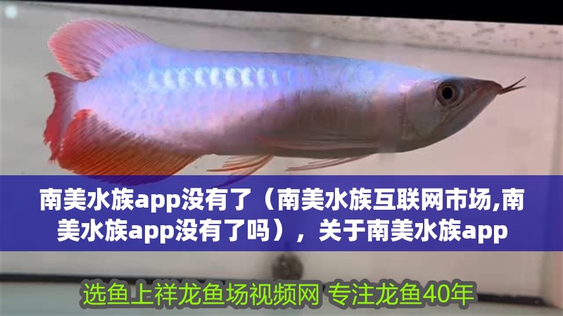 南美水族app沒有了（南美水族互聯(lián)網(wǎng)市場,南美水族app沒有了嗎），關(guān)于南美水族app