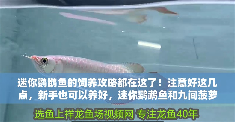 迷你鸚鵡魚的飼養攻略都在這了！注意好這幾點，新手也可以養好，迷你鸚鵡魚和九間菠蘿能繁殖嗎