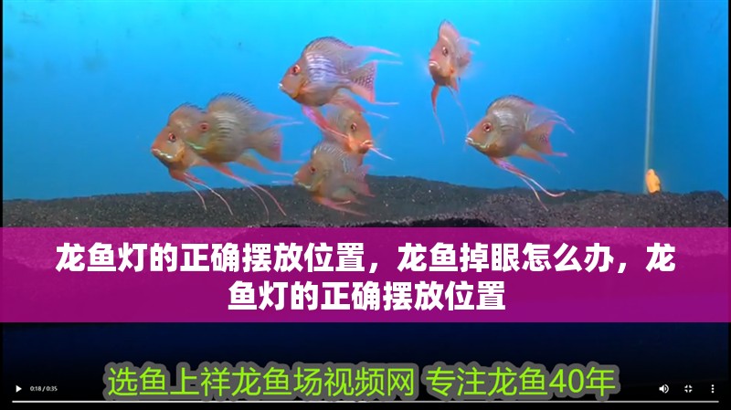 龍魚燈的正確擺放位置，龍魚掉眼怎么辦，龍魚燈的正確擺放位置 龍魚燈的正確擺放位置，龍魚掉眼怎么辦，龍魚燈的正確擺放位置 觀賞魚百科