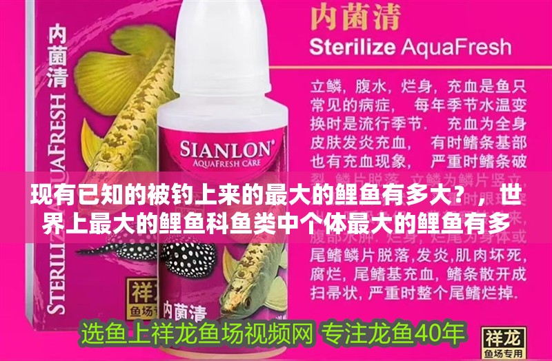 現有已知的被釣上來的最大的鯉魚有多大？，世界上最大的鯉魚科魚類中個體最大的鯉魚有多大