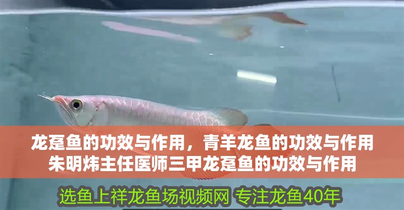 龍躉魚的功效與作用，青羊龍魚的功效與作用朱明煒主任醫師三甲龍躉魚的功效與作用