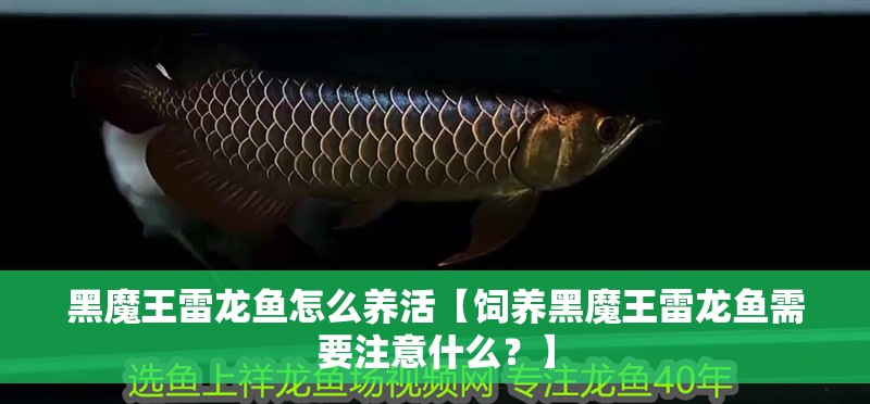 黑魔王雷龍魚怎么養(yǎng)活【飼養(yǎng)黑魔王雷龍魚需要注意什么？】