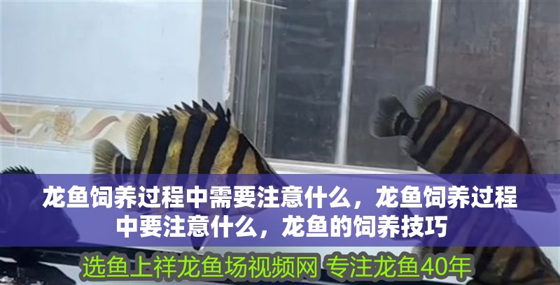 龍魚飼養過程中需要注意什么，龍魚飼養過程中要注意什么，龍魚的飼養技巧