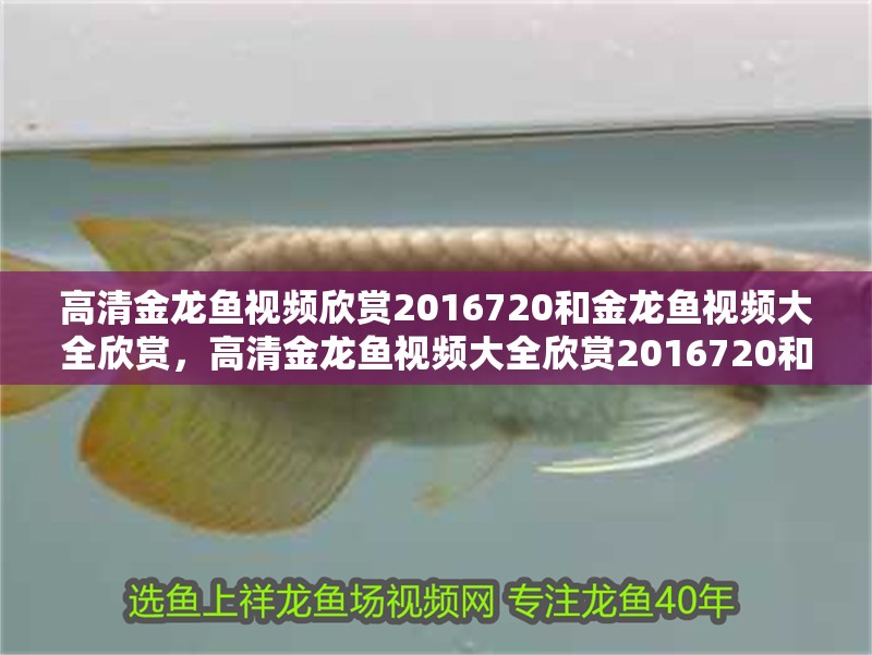 高清金龍魚視頻欣賞2016720和金龍魚視頻大全欣賞，高清金龍魚視頻大全欣賞2016720和金龍魚視頻大全