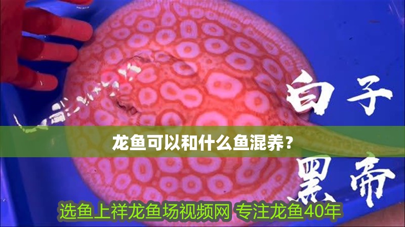 龍魚可以和什么魚混養？