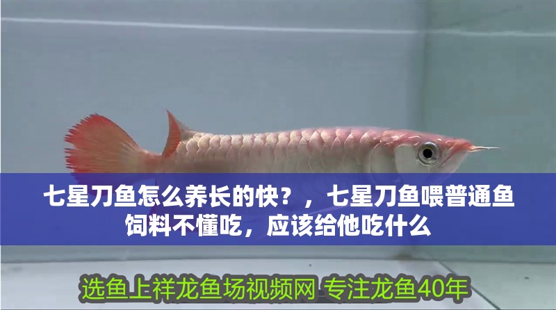 七星刀魚怎么養長的快？，七星刀魚喂普通魚飼料不懂吃，應該給他吃什么
