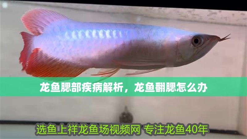 龍魚腮部疾病解析，龍魚翻腮怎么辦 龍魚腮部疾病解析，龍魚翻腮怎么辦 觀賞魚百科 第9張