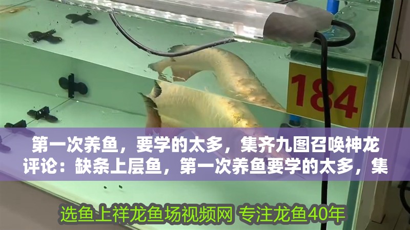 第一次養(yǎng)魚，要學(xué)的太多，集齊九圖召喚神龍?jiān)u論：缺條上層魚，第一次養(yǎng)魚要學(xué)的太多，集齊九圖召喚神龍
