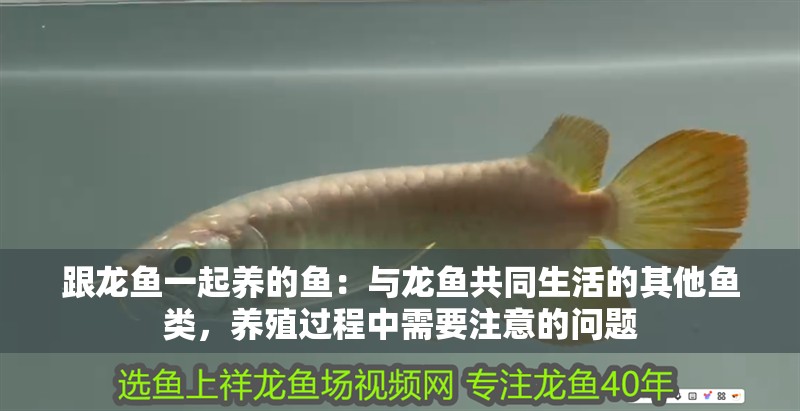 跟龍魚一起養的魚：與龍魚共同生活的其他魚類，養殖過程中需要注意的問題
