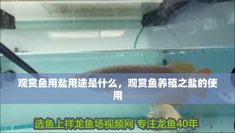 觀賞魚用鹽用途是什么，觀賞魚養殖之鹽的使用