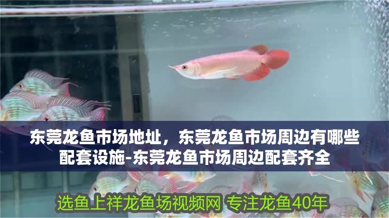 東莞龍魚市場地址，東莞龍魚市場周邊有哪些配套設施-東莞龍魚市場周邊配套齊全