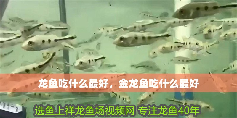龍魚吃什么最好，金龍魚吃什么最好