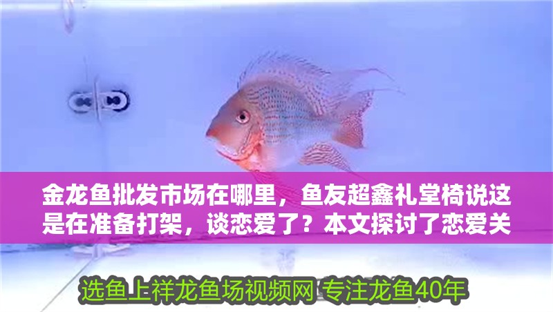 金龍魚(yú)批發(fā)市場(chǎng)在哪里，魚(yú)友超鑫禮堂椅說(shuō)這是在準(zhǔn)備打架，談戀愛(ài)了？本文探討了戀愛(ài)關(guān)系的形成及其對(duì)個(gè)人生活的影響，