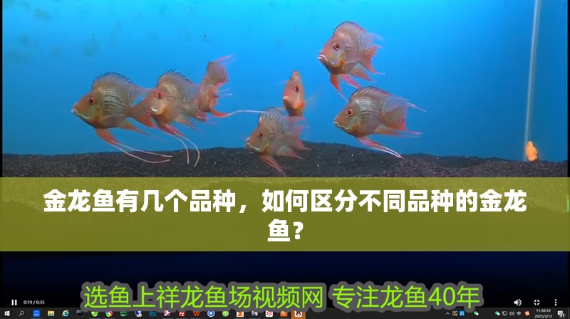 金龍魚有幾個品種，如何區分不同品種的金龍魚？