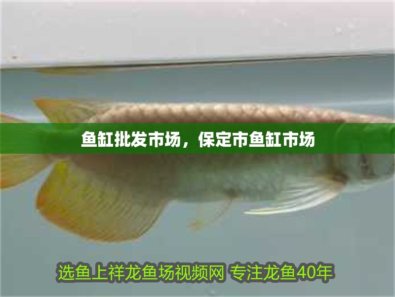 魚缸批發(fā)市場，保定市魚缸市場 魚缸批發(fā)市場，保定市魚缸市場 觀賞魚百科 第1張
