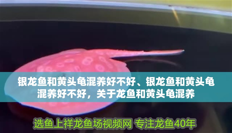 銀龍魚和黃頭龜混養好不好、銀龍魚和黃頭龜混養好不好，關于龍魚和黃頭龜混養