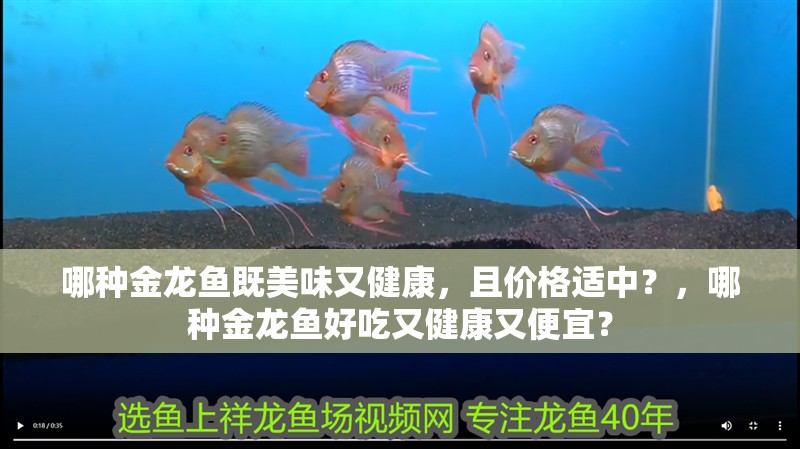 哪種金龍魚既美味又健康，且價格適中？，哪種金龍魚好吃又健康又便宜？