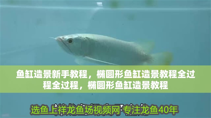 魚缸造景新手教程，橢圓形魚缸造景教程全過程全過程，橢圓形魚缸造景教程