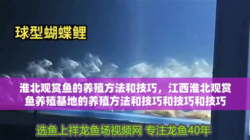 龍魚怕什么 淮北觀賞魚的養(yǎng)殖方法和技巧,江西淮北觀賞魚養(yǎng)殖基地的養(yǎng)殖方法和技巧和技巧和技巧 觀賞魚百科 淮北觀賞魚的養(yǎng)殖方法和技巧,江西淮北觀賞魚養(yǎng)殖基地的養(yǎng)殖方法和技巧和技巧和技巧 淮北觀賞魚的養(yǎng)殖方法和技巧,江西淮北觀賞魚養(yǎng)殖基地的養(yǎng)殖方法和技巧和技巧和技巧 觀賞魚百科