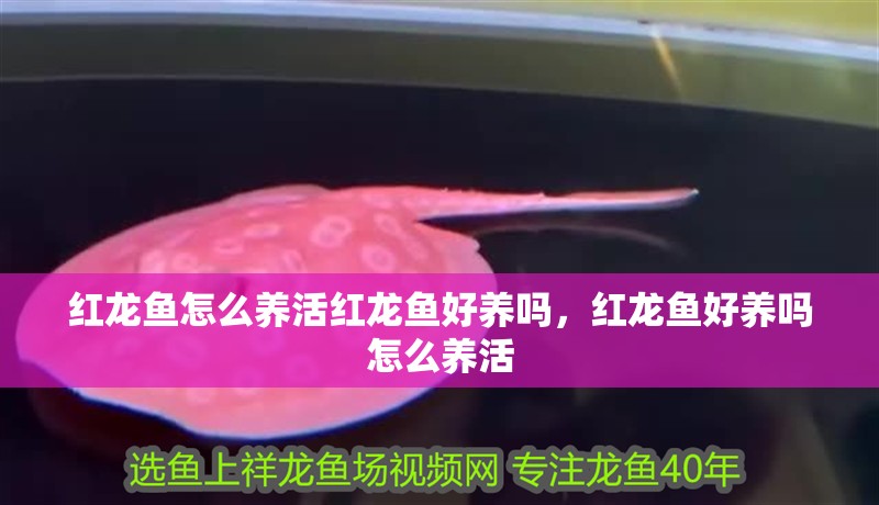 紅龍魚怎么養(yǎng)活紅龍魚好養(yǎng)嗎，紅龍魚好養(yǎng)嗎怎么養(yǎng)活