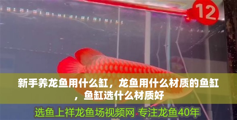新手養龍魚用什么缸，龍魚用什么材質的魚缸，魚缸選什么材質好