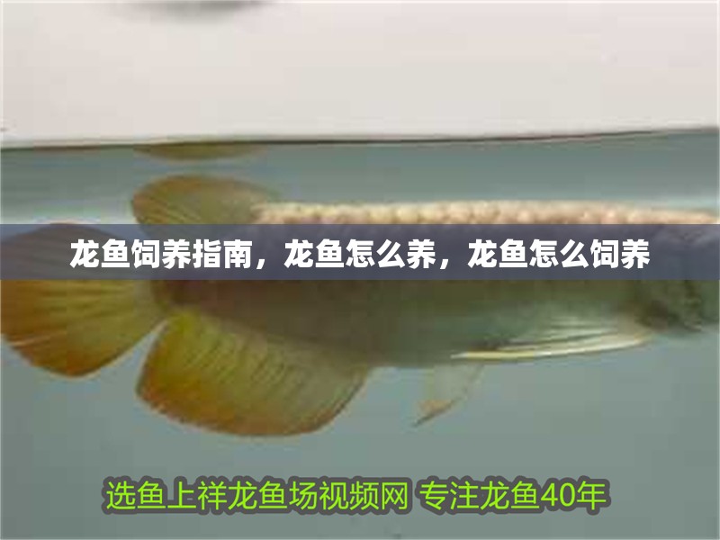 龍魚飼養指南，龍魚怎么養，龍魚怎么飼養