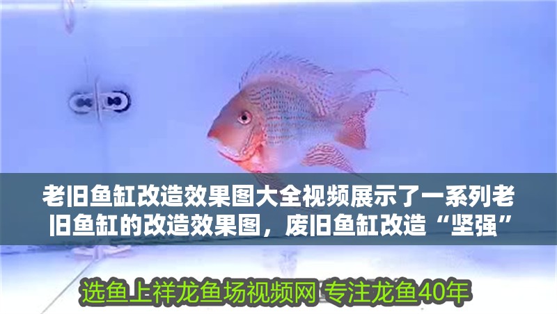 老舊魚缸改造效果圖大全視頻展示了一系列老舊魚缸的改造效果圖，廢舊魚缸改造“堅強”