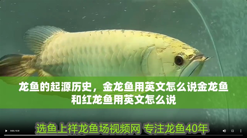 龍魚的起源歷史，金龍魚用英文怎么說金龍魚和紅龍魚用英文怎么說