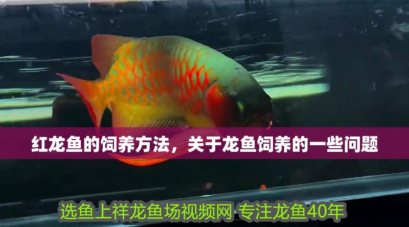 紅龍魚(yú)的飼養(yǎng)方法，關(guān)于龍魚(yú)飼養(yǎng)的一些問(wèn)題