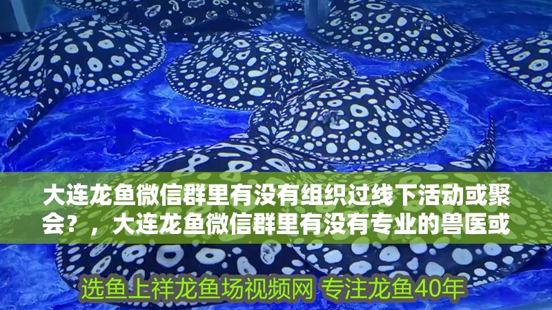 大連龍魚微信群里有沒有組織過線下活動或聚會？，大連龍魚微信群里有沒有專業(yè)的獸醫(yī)或養(yǎng)魚達人可以解答問題