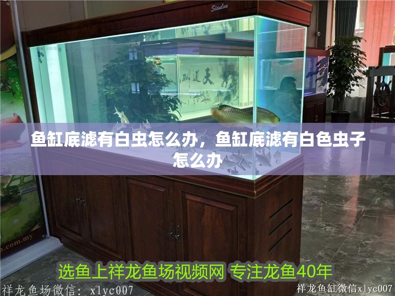 魚缸底濾有白蟲怎么辦，魚缸底濾有白色蟲子怎么辦