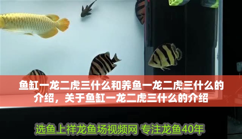 魚缸一龍二虎三什么和養魚一龍二虎三什么的介紹，關于魚缸一龍二虎三什么的介紹