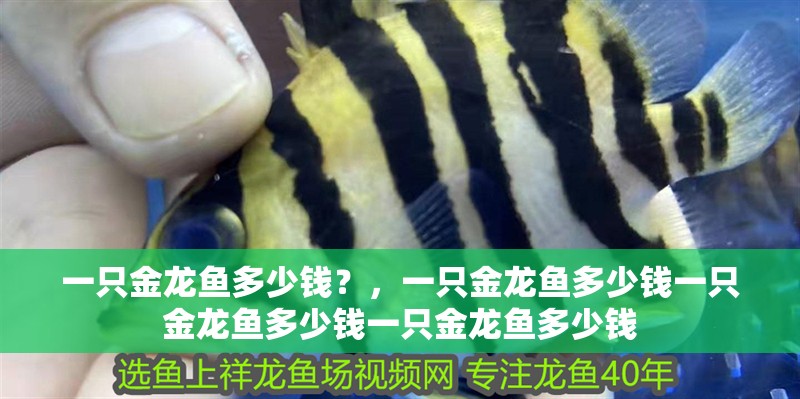 一只金龍魚多少錢？，一只金龍魚多少錢一只金龍魚多少錢一只金龍魚多少錢