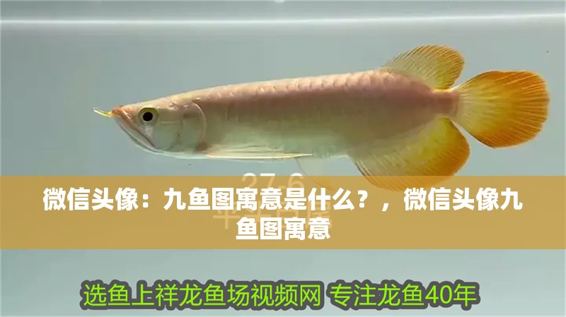 微信頭像：九魚圖寓意是什么？，微信頭像九魚圖寓意