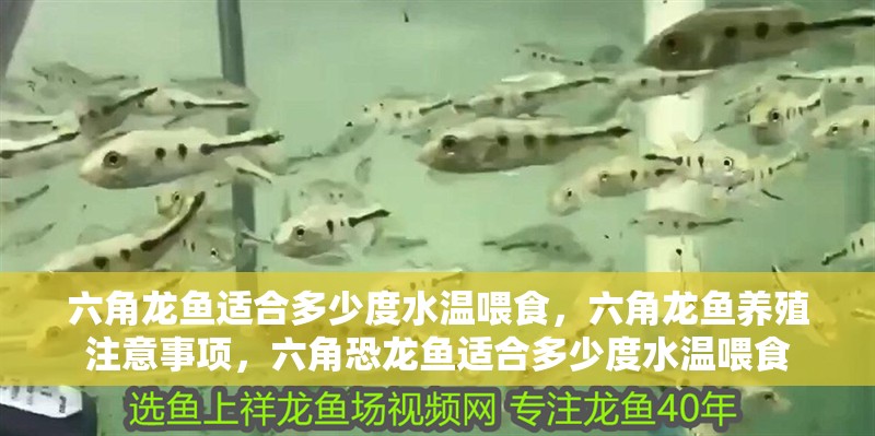 六角龍魚適合多少度水溫喂食，六角龍魚養殖注意事項，六角恐龍魚適合多少度水溫喂食