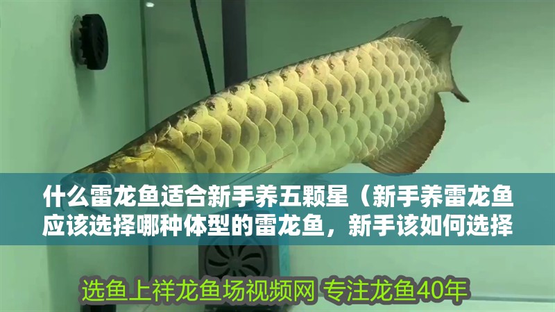 什么雷龍魚適合新手養(yǎng)五顆星（新手養(yǎng)雷龍魚應該選擇哪種體型的雷龍魚，新手該如何選擇）