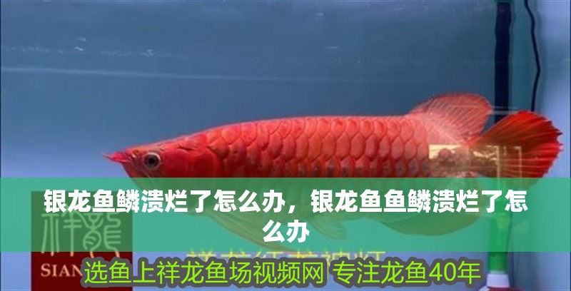 銀龍魚鱗潰爛了怎么辦，銀龍魚魚鱗潰爛了怎么辦