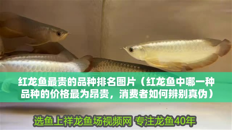 紅龍魚最貴的品種排名圖片（紅龍魚中哪一種品種的價格最為昂貴，消費者如何辨別真偽） 紅龍魚最貴的品種排名圖片（紅龍魚中哪一種品種的價格最為昂貴，消費者如何辨別真偽） 觀賞魚百科