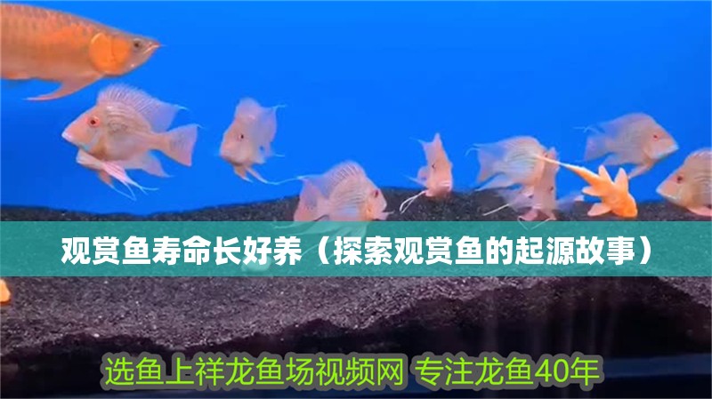 觀賞魚壽命長好養(yǎng)（探索觀賞魚的起源故事） 觀賞魚壽命長好養(yǎng)（探索觀賞魚的起源故事） 觀賞魚百科