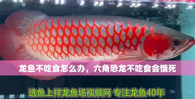 龍魚不吃食怎么辦，六角恐龍不吃食會餓死