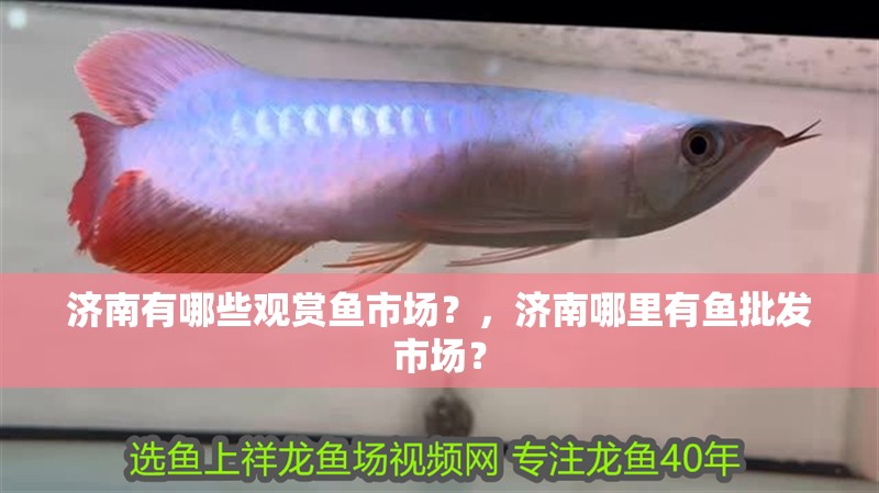 濟南有哪些觀賞魚市場？，濟南哪里有魚批發市場？